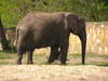 Elephants