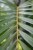 Palm Leaf Patterns