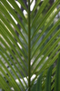 Palm Leaf Patterns