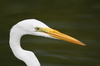 Dominican Herons