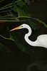 Dominican Herons