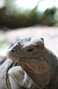 Iguanas