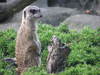 Meerkat