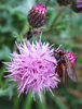 fly on pink flower