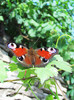peacock butterfly