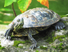 terrapin