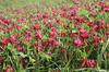 Red clover