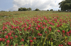 Red clover