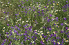 Wild Spanish flowers
