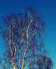 Birch
