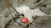 Winter Morning