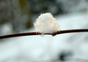 Winter Morning