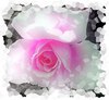 Spring Rose 3