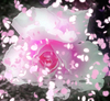 Spring Rose 1