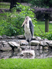 Marabou Stork