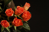 red roses