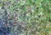Dancing Colours 1