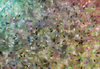 Dancing Colours 3