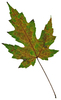 Leaf 35