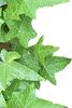 ivy border