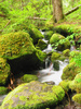 Forest Stream
