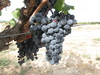 Grapes