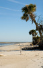 Blackbeard Island Palm