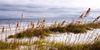Sea Oats