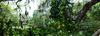 Tropical Mainland USA