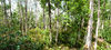 Everglade Woods