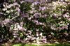 Azalea Wall