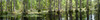 Cypress Swamp