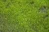Marshland from above