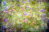 Wildflower Collage 1