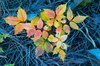 Leaves