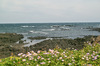 Jeju island coast rock in KORE
