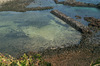 Jeju island coast rock in KORE