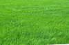 wind flowing green rice leaves