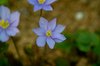 South Korea native flowers, kk
