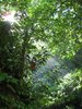 Tropic Forest