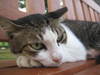 Cat at Punggol Park