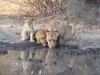 lions in botswana