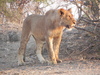 lion in botswana