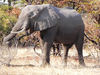 elephants in Botswana