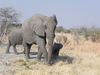 elephants in Botswana