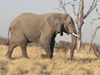 elephants in Botswana