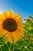 sunflower in against light