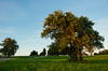 Malus sylvestris