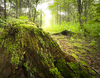 decayed tree stump in natural 