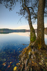 firmly rooted on the shore